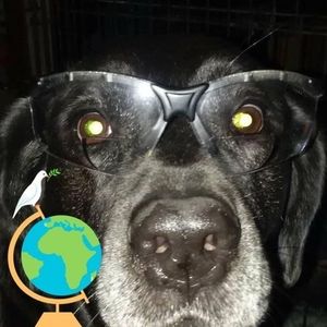 Meet your Posher, Bob